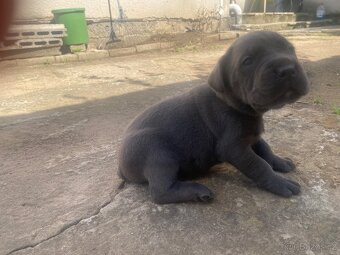 Cane corso rezervaci - 4