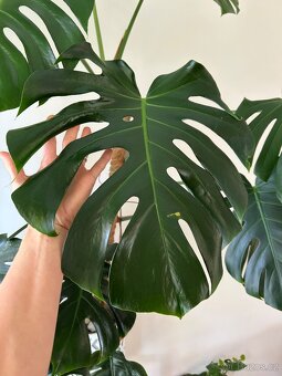 Velká monstera - 4