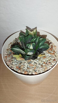 Haworthia Retusa variegated ( sukulent ) - 4