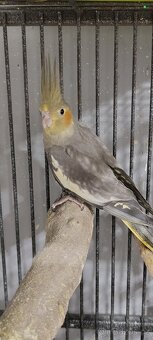 Korela chocholatá - 4