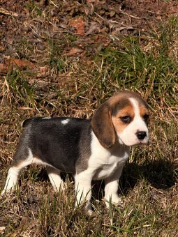 Bígl trikolor - štěňátka - 4