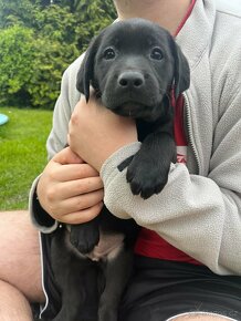 čistokrevní štěňata labrador s PP (Černá) IHNED - 4