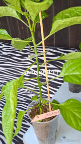 Chilli semínka 7 druhů, Car.Reaper,Trin. Scorp. Moruga a jin - 4