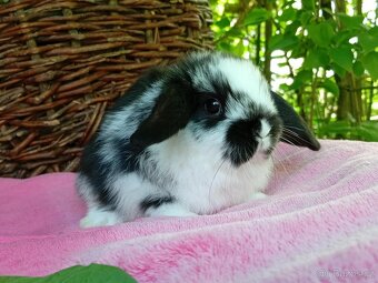 Kouzelná Miminka -Anglický Zakrslý Beránek MiniLop - 4
