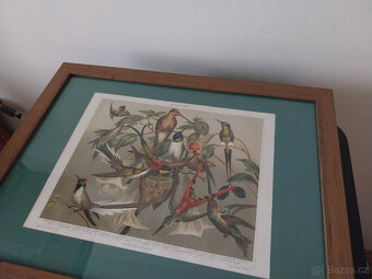 Chromolitografie Kolibříci z r. 1895 - 4