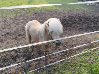 Minishetland pony - 4