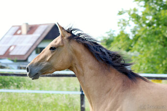 AQH Klisna Bay Dun 3 roky - 4