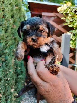 🐾 Yorkshire teriér štěňátka – holčička a chlapeček - 4