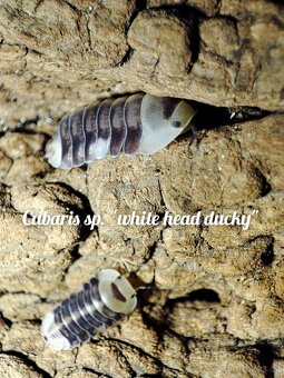 ❤️Obrovská sbírka isopod - 4