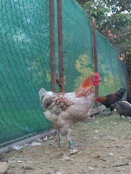 Marans kohouti - 4