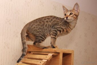Savannah kotatka F5 - 4