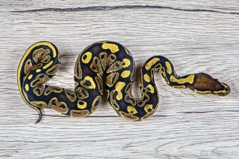 Krajta královská Normal Het Genetic Stripe (Plzeň) - 4