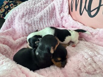 Jorkširský teriér-1x volná💕-mini fenečky - 4