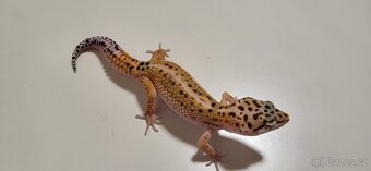 Gekončík noční - 4