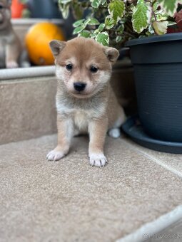 Shiba inu, šiba inu - 4