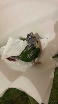 Ručně dokrmená Pyrura zelenolící - 4