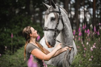 Starokladrubský valach na prodej - 4