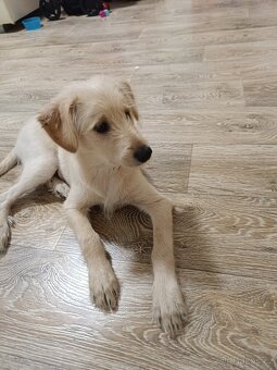 Štěňátko kříženec - 4