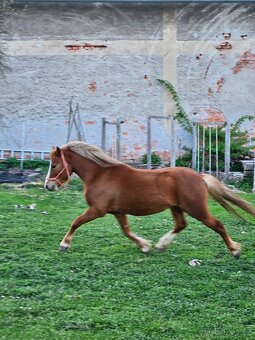 Valach wpbr 4 letý - 4