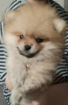 Pomeranian - 4