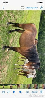 Pony - 4
