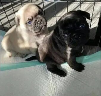 Mops štěňátka na prodej - 4