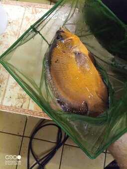 Vieja argentea, Nandopsis tetracanthus, Astronotus ocellatus - 4