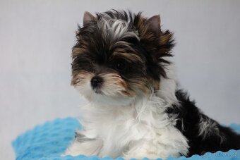 biewer yorkshire terrier s PP- Ginno - 4