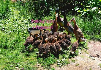 Indický běžec - kachňátka 🦆🦆🦆 - 4