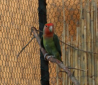 Agapornis- letošní mláďata - 4