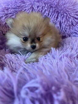 Pomeranian s průkazem původu - poslední holčička - 4