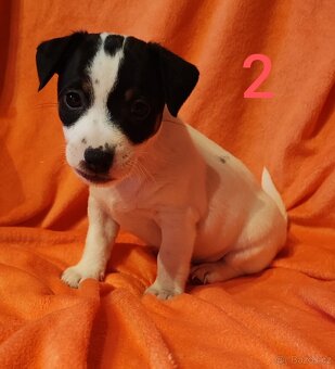 Jack Russell teriér, dvě štěňátka,chlapečci - 4