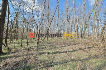 Prodej lesa, Dubňany, 5 323 m2 - 4