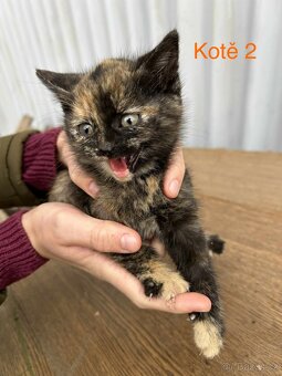 Koťata - 4