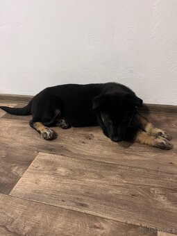 Štěňátko křížený husky a německý ovčák - 4