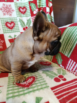 FRANCOUZSKÝ  BULDOČEK - 4