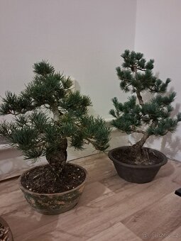 Bonsai Borovice - 4
