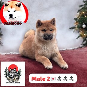 Shiba inu s PP - 4