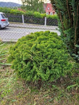 Rozdílné thuje, japonské vrby a buxus - 4