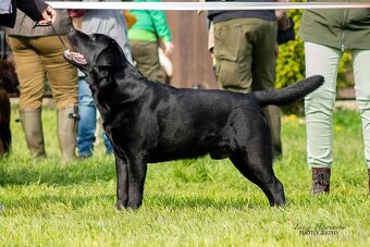 Labradorský retriever A MAGIC FRIEND OF FROTARIS - krytí - 4