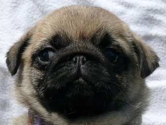Mops - Štěňátka - 4