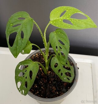 Monstera Adansonii Monkey Mask - 4