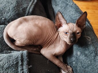 Sphynx - 4