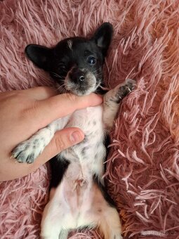 Stěně Čivava X Jack Russell - 4