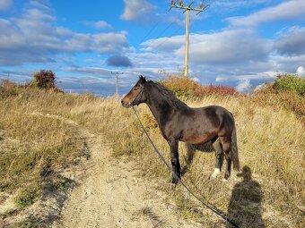 Valach Welsh part bred - 4