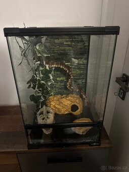 Pagekon Řasnatý - 4