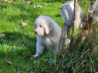 Slovenský čuvač - 4