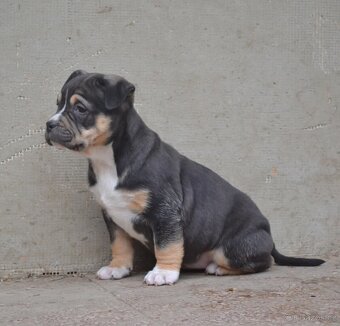 American bully pocket / sharpei - 4