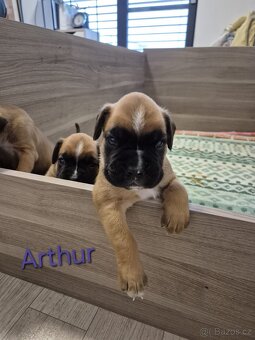 NĚMECKÝ BOXER ŠTĚŇATA narozená 31.10.2025 - 4