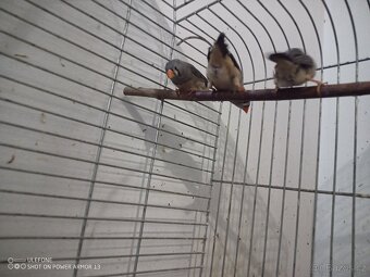 Zebricky, ryzovniky, krepelky. - 4